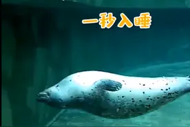 海豹水中1秒入睡，好似水饺扔进锅，网友：入睡速度让人羡慕图片