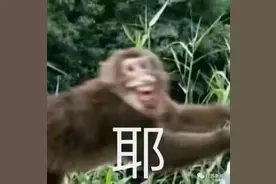 男子帮小孩赶走猴子竟被猴群报复？！景区回应，网友热议图片