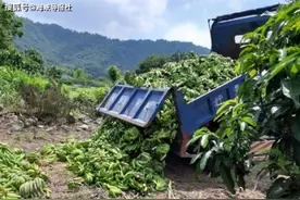 没“卖菜郎”，高雄水果就崩盘？南台湾“蕉急”，民代盼大陆来解图片
