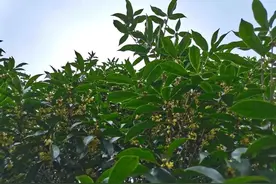 一年秋意浓，杭城桂花香！假期第一天，和“市花”一起化痰散瘀、疏肝通气、醒脾开胃……图片