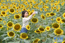 安徽巢湖：百万葵花向阳开图片