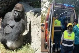 29岁大猩猩冲破三道门 暴揍女饲养员致濒死 园方：她从小养大它图片