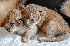 狮子宝宝被亲妈咬伤，找了个德牧汪当奶妈！这画面又暖又酷哇图片