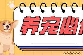 撸猫撸出“猫抓病”，莫名长出肿块！别慌，宠物医生教你怎么预防~丨养宠必修课图片
