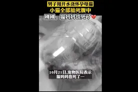 被开水浇烫的怀孕母猫死亡，央视评论上热搜图片