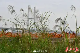 汉口江滩的芦苇荡开始扬花抽穗，白茫茫一片仙气十足图片
