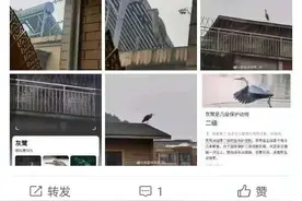 贵阳一女子家中的鱼只剩骨头，竟是因“怪鸟”光顾！一查才知：来头不小图片