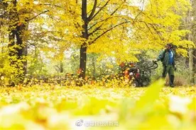 气候变暖 秋季落叶时间或提前3至6天图片