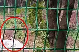 继猴子闯入居民家中“大闹天宫”这一次猴哥又闯入校园“上学”图片
