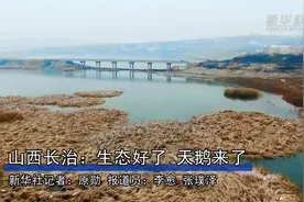 山西长治：生态好了 天鹅来了视频封面