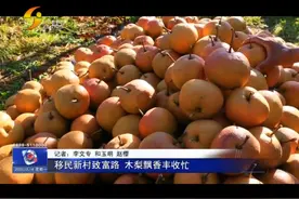 「丽江热线」移民新村致富路 木梨飘香丰收忙视频封面