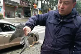 “从没见过！”合江一居民家中飞来“怪鸟”，专家鉴定为国家二级保护动物图片