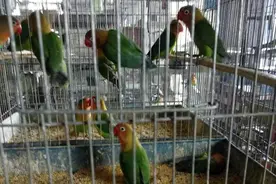 满大街养殖的鹦鹉能买卖吗？国家林草局发话了图片