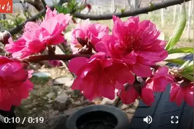 河源九连山下万亩桃花新春含苞绽放图片