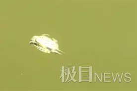 快乐小乌龟水里玩仰泳，网友调侃：做个龟吧图片