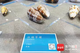 海南周刊 | 赏奇珍，探新知！带你认识海底两万里的神奇物种图片