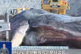 渤海首现搁浅抹香鲸！尸体将被塑化成标本留在大连图片