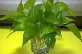 水培绿萝这样养，不仅不黄叶，还能常年绿油油图片