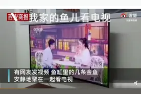 成精了？金鱼排成一排看电视，网友调侃：7秒前的内容还能记得吗图片