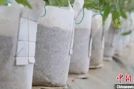 新疆兵团种植户黄沙里种出西红柿 有效减轻土传病虫害图片