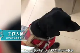 导盲犬未带嘴罩被武汉地铁拒绝入内？地铁方称是依规执行图片