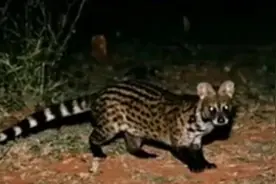 “隐居”10年小灵猫重现复旦校园 他们还监测到了其他野生动物图片