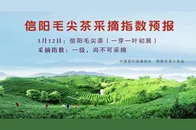 信阳毛尖茶采摘指数及春茶生产用工招工信息发布图片