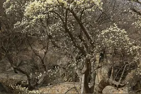 江苏连云港：800多岁“玉兰花王”繁花如雪图片