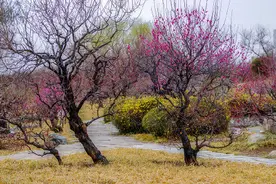 河北石家庄植物园：梅花盛放迎春来图片