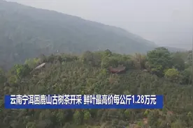 云南宁洱困鹿山古树茶开采 鲜叶最高价每公斤1.28万元视频封面