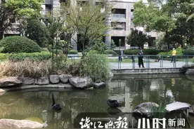 太多了也烦恼！黑天鹅超生还到岸边拉大便，杭州这个社区最终决定：送出了两对图片