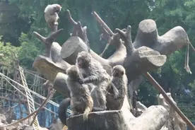 那个亏损3000万的南京动物园，现在怎么样了？图片