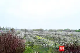 芬芳四月，宿迁梨园湾，梨花胜雪图片