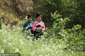 贵州丹寨：清明时节“花饭”飘香图片