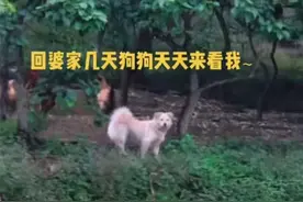 女子回婆家3天，娘家狗狗每天都跑来看她，网友：娘家来条狗都是亲戚图片
