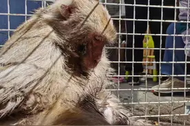 “作恶多年”！一只独臂猕猴被门头沟民警抓获，曾咬伤2人抓伤2人图片