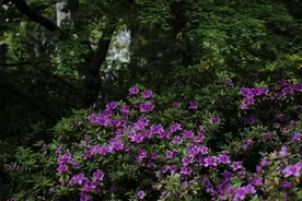 一年开三季的珍稀杜鹃花，它们在上海能长期生存吗？图片