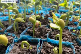 好消息！黑龙江省2021年玉米和大豆生产者补贴要提高了图片