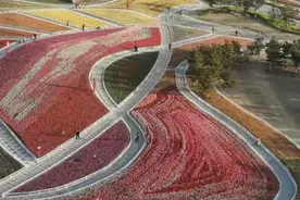 烟台开发区郁金香花园即将进入盛花期图片