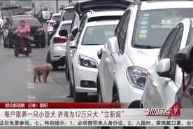 每户限养一只小型犬、遛狗不栓绳罚款，济南为12万只犬“立新规”视频封面