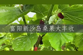 新沙岛桑果大丰收！采摘、烧烤、民宿、农家乐、游乐园、玫瑰园……你的“五一”，富阳东洲“一岛包办”图片