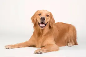 婆婆把儿媳养了6年的狗送人，儿媳为此跟儿子提离婚！网友吵翻了图片