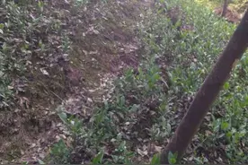 杭州山上疑似发现豹子！发现者：它胆子挺大，还回头看我一眼！它要敢冲上来，我跟它对打……图片