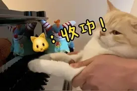 猫咪弹钢琴？杭州帅气男老师一段视频爆火！网友评论亮了图片