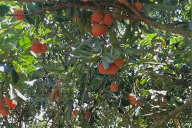 荔枝红了！打卡海口“网红”荔枝产地视频封面