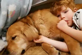 用尽一生陪伴引导你！国外导盲犬与6岁失明男孩友情温馨感人图片