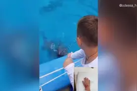 乌克兰一名6岁男童被海豚咬伤手 海豚或误以为是喂食物图片