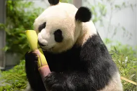 香香当姐姐啦！日本上野动物园大熊猫真真诞下一对双胞胎图片