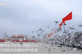 10万羽和平鸽从天安门广场放飞！从哪儿来？飞哪儿去？图片