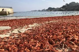 研究：非典型洋流或是造成数百万只红蟹被冲上岸的原因图片